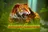 Amazing Amazonia